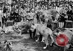 Image lions La Haye Pays-Bas, 1930, de la seconde 45 séquences d'archives historiques vidéo 65675054969