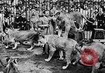 Image lions La Haye Pays-Bas, 1930, de la seconde 46 séquences d'archives historiques vidéo 65675054969
