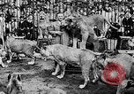 Image lions La Haye Pays-Bas, 1930, de la seconde 47 séquences d'archives historiques vidéo 65675054969
