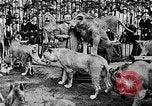 Image lions La Haye Pays-Bas, 1930, de la seconde 48 séquences d'archives historiques vidéo 65675054969