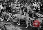 Image lions La Haye Pays-Bas, 1930, de la seconde 49 séquences d'archives historiques vidéo 65675054969
