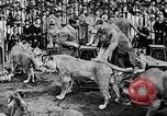 Image lions La Haye Pays-Bas, 1930, de la seconde 50 séquences d'archives historiques vidéo 65675054969