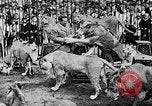 Image lions La Haye Pays-Bas, 1930, de la seconde 51 séquences d'archives historiques vidéo 65675054969