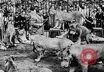 Image lions La Haye Pays-Bas, 1930, de la seconde 52 séquences d'archives historiques vidéo 65675054969