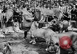 Image lions La Haye Pays-Bas, 1930, de la seconde 53 séquences d'archives historiques vidéo 65675054969