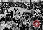 Image lions La Haye Pays-Bas, 1930, de la seconde 54 séquences d'archives historiques vidéo 65675054969