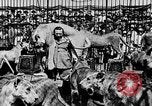 Image lions La Haye Pays-Bas, 1930, de la seconde 55 séquences d'archives historiques vidéo 65675054969