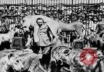 Image lions La Haye Pays-Bas, 1930, de la seconde 56 séquences d'archives historiques vidéo 65675054969