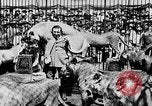 Image lions La Haye Pays-Bas, 1930, de la seconde 57 séquences d'archives historiques vidéo 65675054969