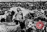 Image lions La Haye Pays-Bas, 1930, de la seconde 58 séquences d'archives historiques vidéo 65675054969