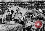 Image lions La Haye Pays-Bas, 1930, de la seconde 59 séquences d'archives historiques vidéo 65675054969
