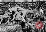 Image lions La Haye Pays-Bas, 1930, de la seconde 60 séquences d'archives historiques vidéo 65675054969