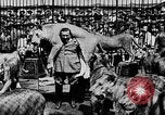 Image lions La Haye Pays-Bas, 1930, de la seconde 61 séquences d'archives historiques vidéo 65675054969