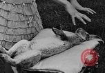 Image rabbit hypnotisé Glen Ellyn Illinois USA, 1930, de la seconde 37 séquences d'archives historiques vidéo 65675054980