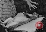Image rabbit hypnotisé Glen Ellyn Illinois USA, 1930, de la seconde 38 séquences d'archives historiques vidéo 65675054980