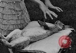 Image rabbit hypnotisé Glen Ellyn Illinois USA, 1930, de la seconde 39 séquences d'archives historiques vidéo 65675054980