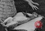 Image rabbit hypnotisé Glen Ellyn Illinois USA, 1930, de la seconde 40 séquences d'archives historiques vidéo 65675054980