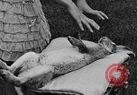 Image rabbit hypnotisé Glen Ellyn Illinois USA, 1930, de la seconde 41 séquences d'archives historiques vidéo 65675054980
