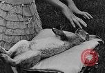 Image rabbit hypnotisé Glen Ellyn Illinois USA, 1930, de la seconde 42 séquences d'archives historiques vidéo 65675054980