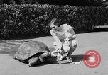 Image of world's oldest tortoise San Francisco California USA, 1930, second 12 stock footage video 65675054981