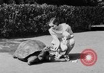 Image of world's oldest tortoise San Francisco California USA, 1930, second 13 stock footage video 65675054981