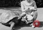 Image of world's oldest tortoise San Francisco California USA, 1930, second 17 stock footage video 65675054981
