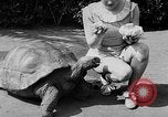 Image of world's oldest tortoise San Francisco California USA, 1930, second 18 stock footage video 65675054981
