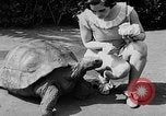 Image of world's oldest tortoise San Francisco California USA, 1930, second 19 stock footage video 65675054981