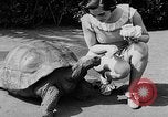 Image of world's oldest tortoise San Francisco California USA, 1930, second 20 stock footage video 65675054981