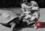 Image of world's oldest tortoise San Francisco California USA, 1930, second 21 stock footage video 65675054981