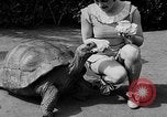 Image of world's oldest tortoise San Francisco California USA, 1930, second 23 stock footage video 65675054981