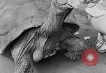 Image of world's oldest tortoise San Francisco California USA, 1930, second 24 stock footage video 65675054981
