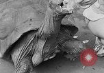 Image of world's oldest tortoise San Francisco California USA, 1930, second 25 stock footage video 65675054981