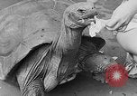 Image of world's oldest tortoise San Francisco California USA, 1930, second 26 stock footage video 65675054981