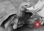 Image of world's oldest tortoise San Francisco California USA, 1930, second 27 stock footage video 65675054981