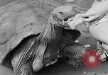 Image of world's oldest tortoise San Francisco California USA, 1930, second 28 stock footage video 65675054981