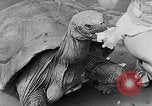 Image of world's oldest tortoise San Francisco California USA, 1930, second 29 stock footage video 65675054981
