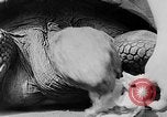 Image of world's oldest tortoise San Francisco California USA, 1930, second 30 stock footage video 65675054981