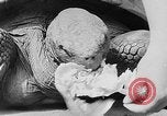 Image of world's oldest tortoise San Francisco California USA, 1930, second 31 stock footage video 65675054981