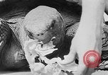 Image of world's oldest tortoise San Francisco California USA, 1930, second 32 stock footage video 65675054981