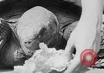 Image of world's oldest tortoise San Francisco California USA, 1930, second 33 stock footage video 65675054981
