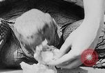 Image of world's oldest tortoise San Francisco California USA, 1930, second 34 stock footage video 65675054981