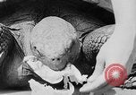 Image of world's oldest tortoise San Francisco California USA, 1930, second 35 stock footage video 65675054981