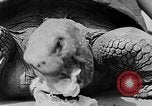 Image of world's oldest tortoise San Francisco California USA, 1930, second 36 stock footage video 65675054981
