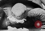 Image of world's oldest tortoise San Francisco California USA, 1930, second 37 stock footage video 65675054981