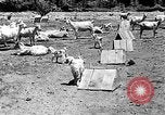 Image of goat herd Mesquite New Mexico USA, 1931, second 12 stock footage video 65675054991