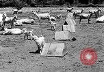 Image of goat herd Mesquite New Mexico USA, 1931, second 13 stock footage video 65675054991