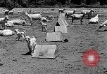 Image of goat herd Mesquite New Mexico USA, 1931, second 14 stock footage video 65675054991