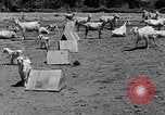 Image of goat herd Mesquite New Mexico USA, 1931, second 15 stock footage video 65675054991