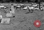 Image of goat herd Mesquite New Mexico USA, 1931, second 16 stock footage video 65675054991